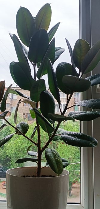 Продам фикус каучуконосый