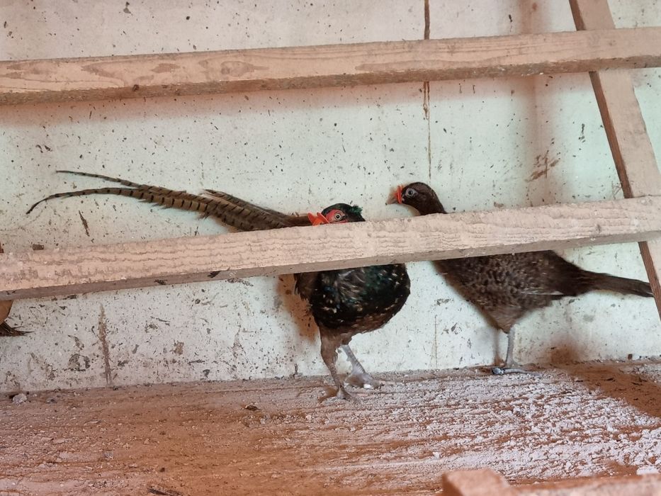 Fazani tenebros si roscati