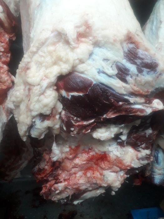 Продам говядину.