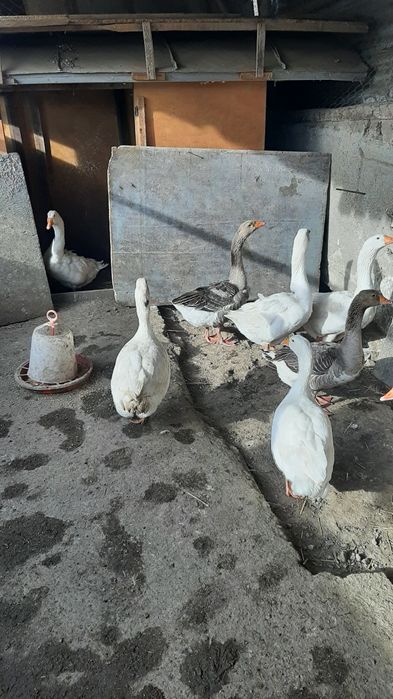 Prodavam  mladi gaski i mladi misiri