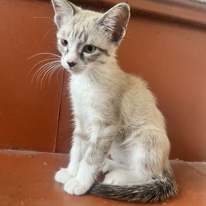 Kichkintoy mushuk sotiladi