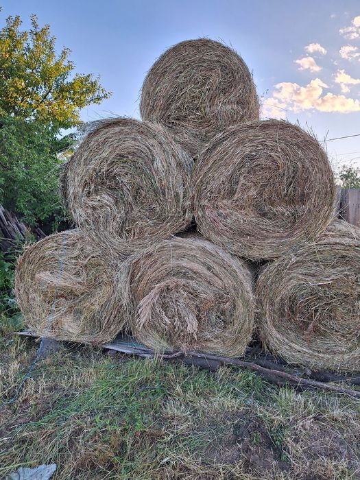 Baloți de Lucernă prima și a doua coasă