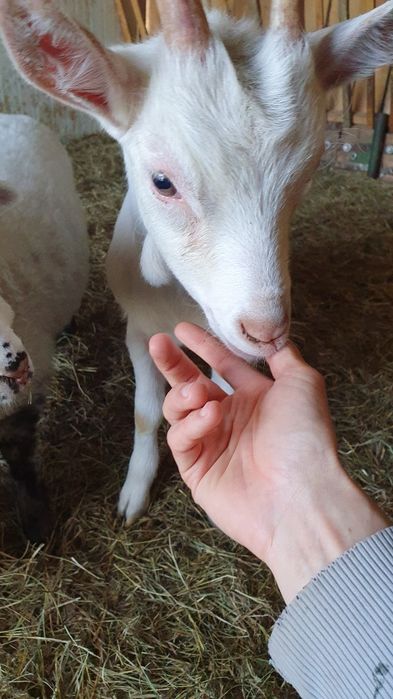 Iada/ ieduță Saanen