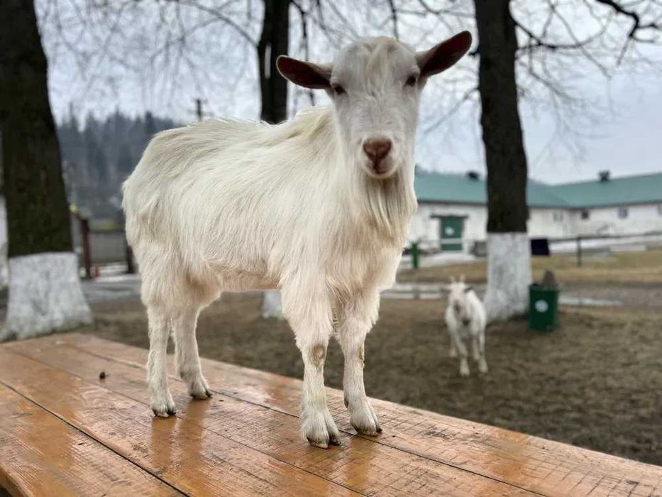 Vand țap Saanen, ciut genetic, 1 an,.