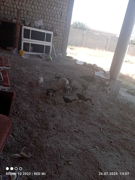 Uchastka uylari bilan