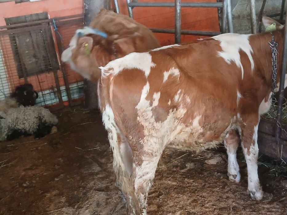 Vand 2 vițele bălțate