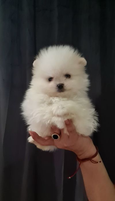 Померан мини мъжко и женско