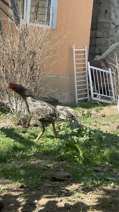 Дакан фазан срочно