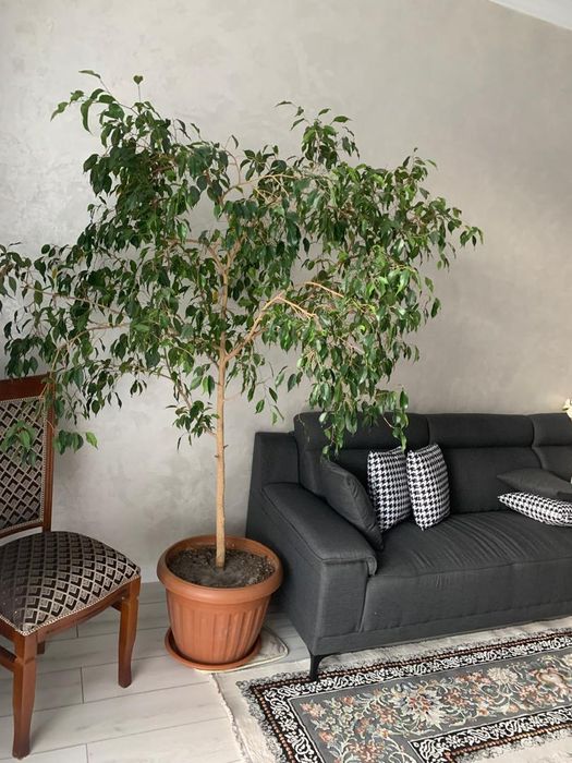 Продаю дерево, Фикус Бенджамина