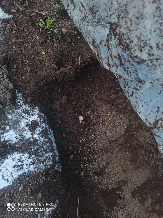 Биогомус ва чувалчанг