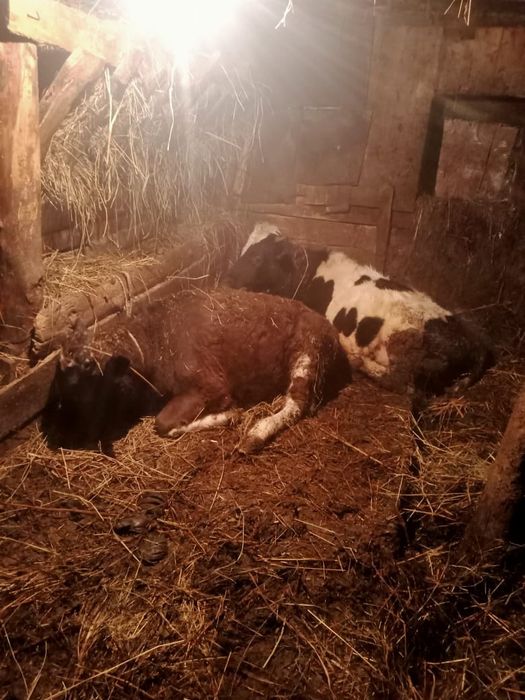 Продам 2 телки,1 бык