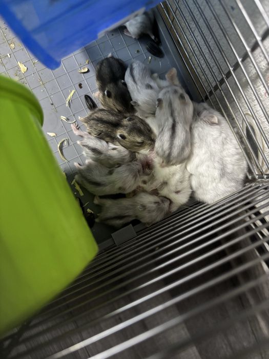 Donez hamsteri pitici