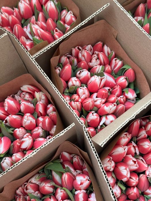 Тюльпаны супер качества 850тг