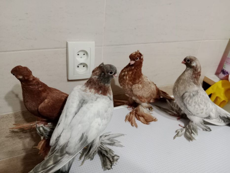 Продам  голубей