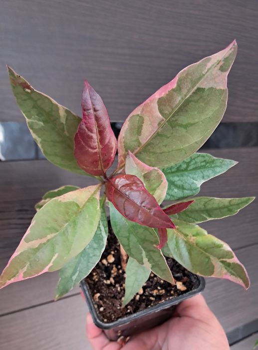 Комнатные цветы неприхотливые