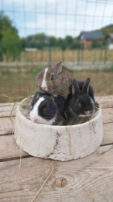 Iepurași de companie