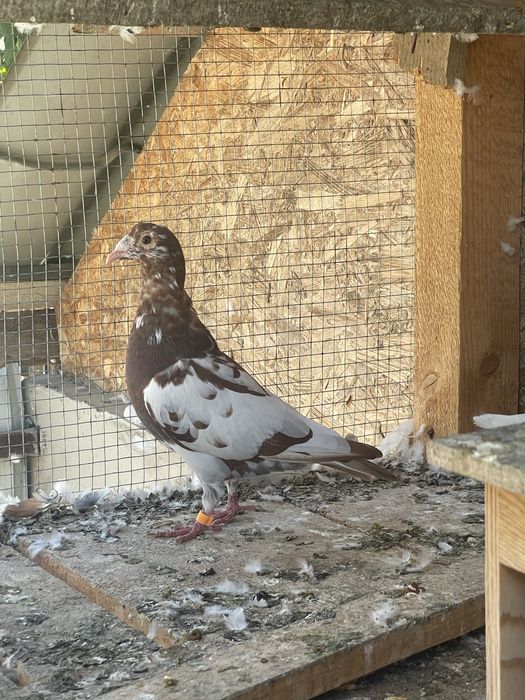 Vand/Schimb Porumbei voiajori meulemans