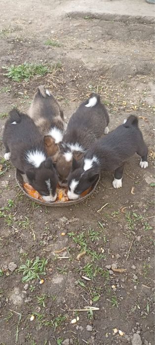 Продам лаек чистопородных