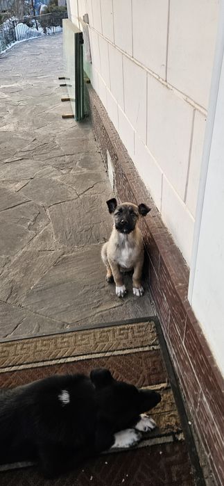 Дворянчики  ищут хозяина!