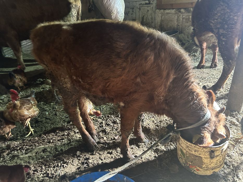 Баспак сатылады 7-8 аилык