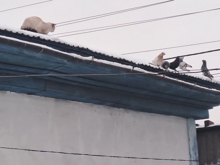 Котенок мальчик веселый любопытный