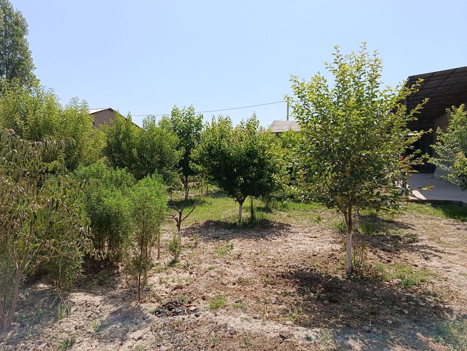Hovli sotiladi 5 sotix