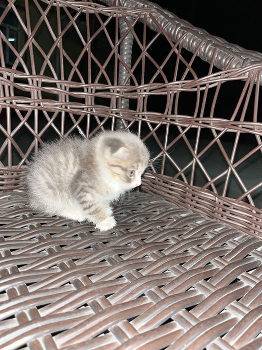 Кошка шотландский