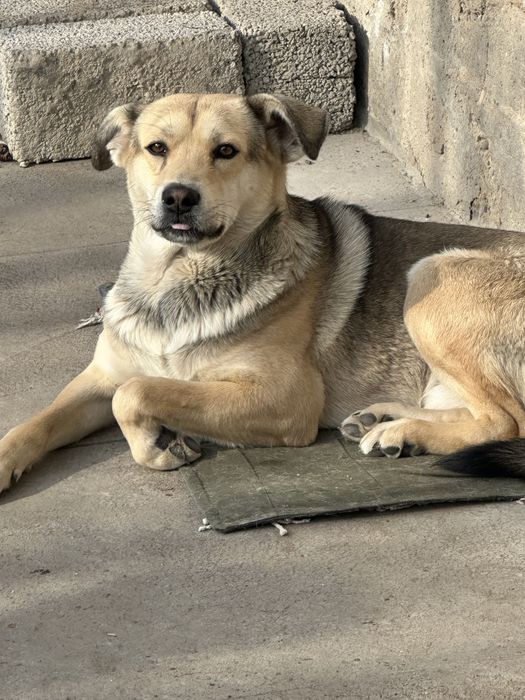 Kuchuk bola tekinga beriladi yaxshi qo’llarga