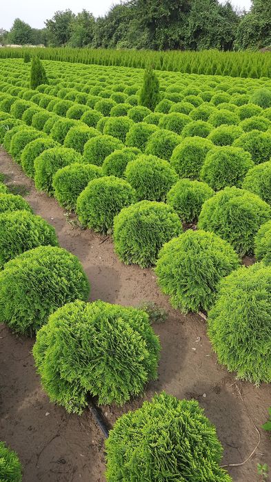 Tuia oferta de toamnă