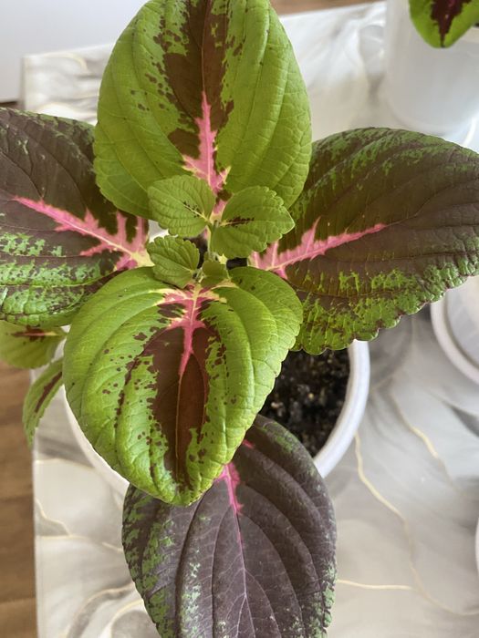 Декоративные комнатные растения