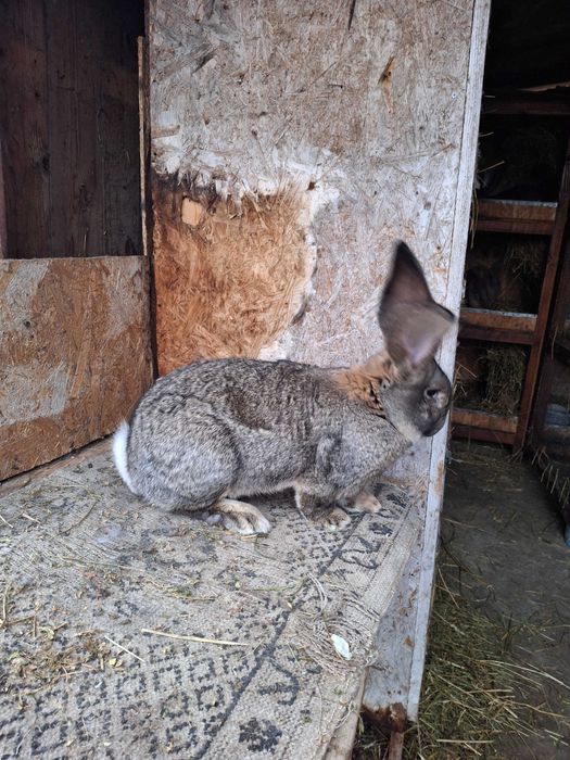 Masculi uriaș gri german