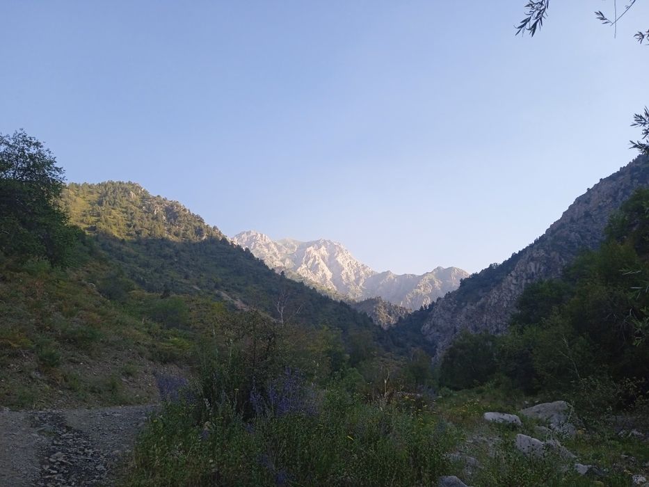 Кучатлар бор ёнгок