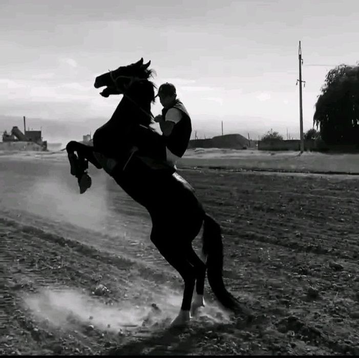 Айғыр жорға можно и на скачки