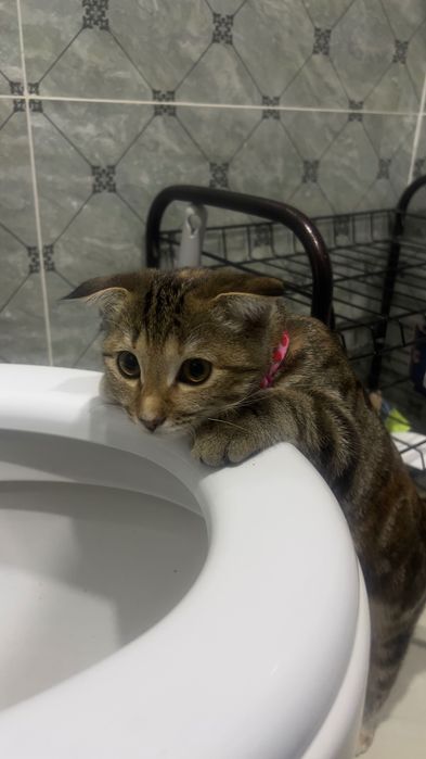 Кошка домашняя, умная, ласковая