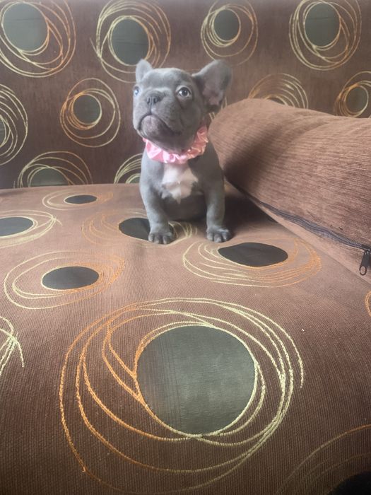 Малки френски булдочета