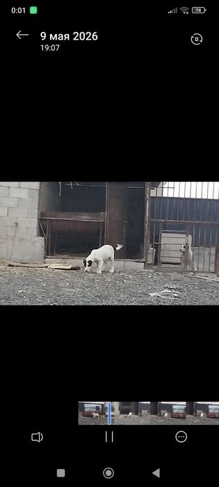 Щенки алабай  ...