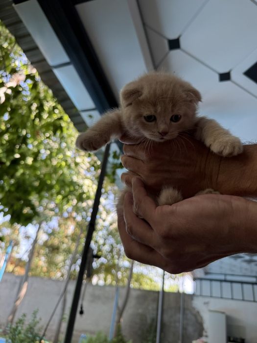 Породистые Котята Шотландской породы фул/страйк