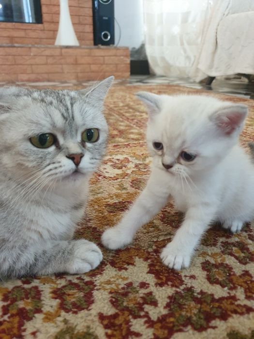 Британские шиншилы