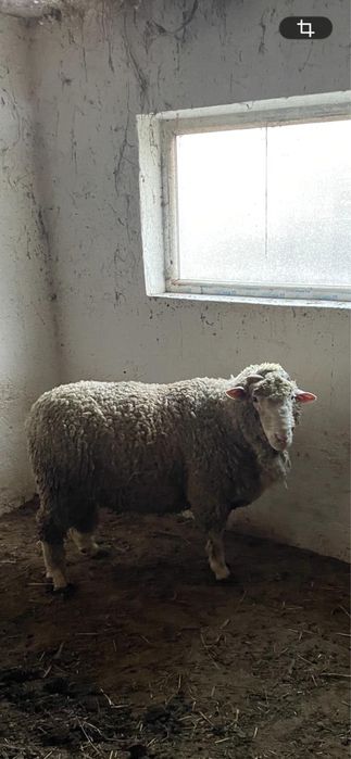 Berbec metis Merinos de Palas cu Ile de France