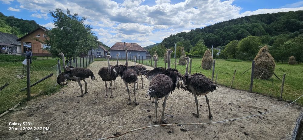 Vand Struți cocoși
