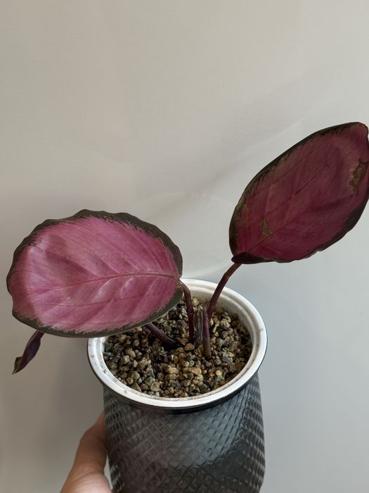 Калатея Розеопикта