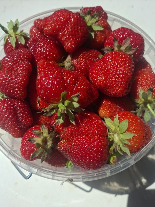 Продам клубнику.