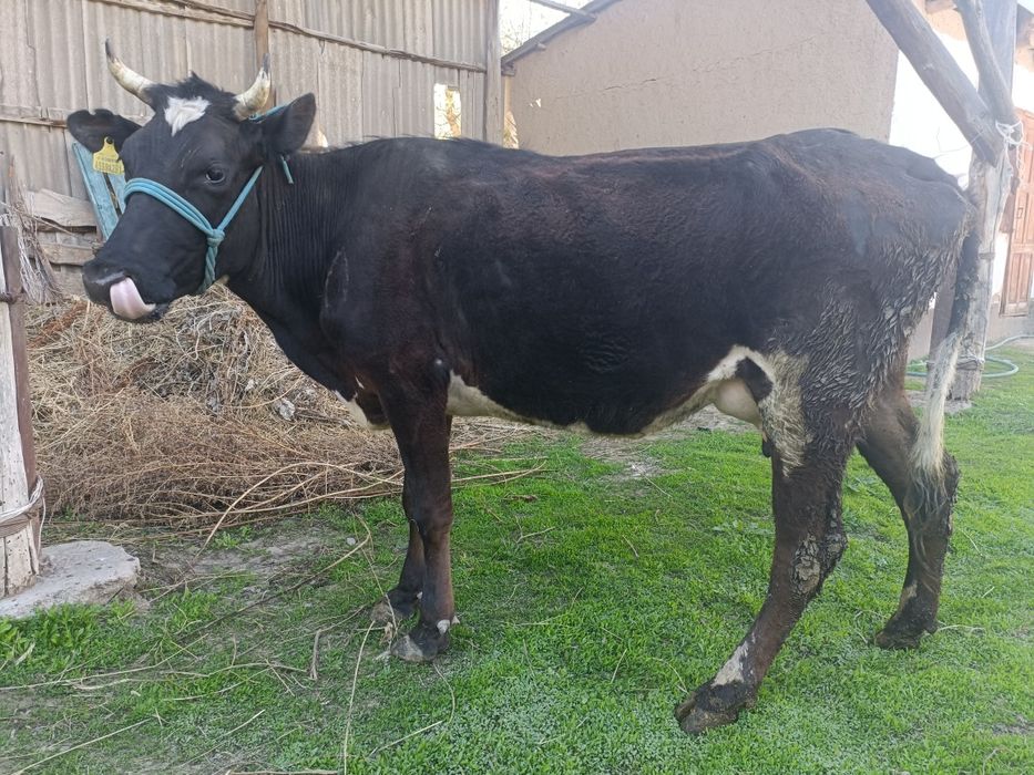 Сауын сиыр сатылады