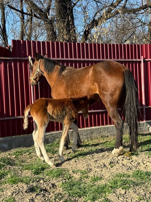 Продам кобыл с жеребенком и жеребую