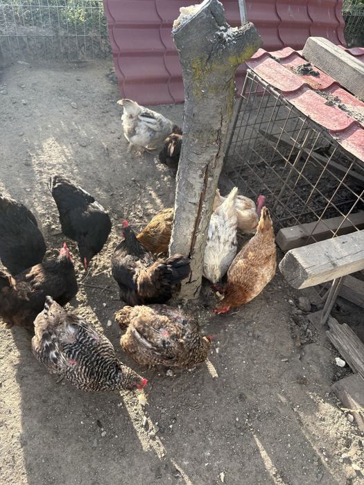 Găini outoare si de carne de vânzare – crescute în gospodărie