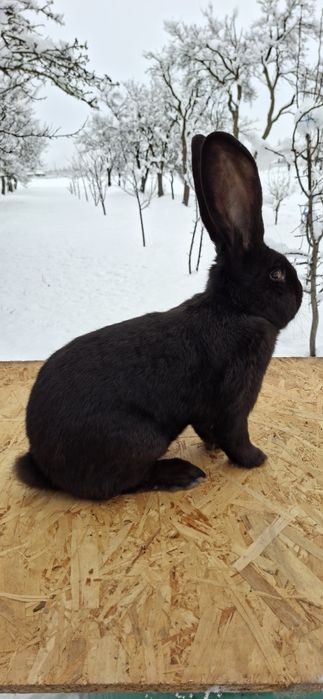 Se vinde mascul  urias german negru