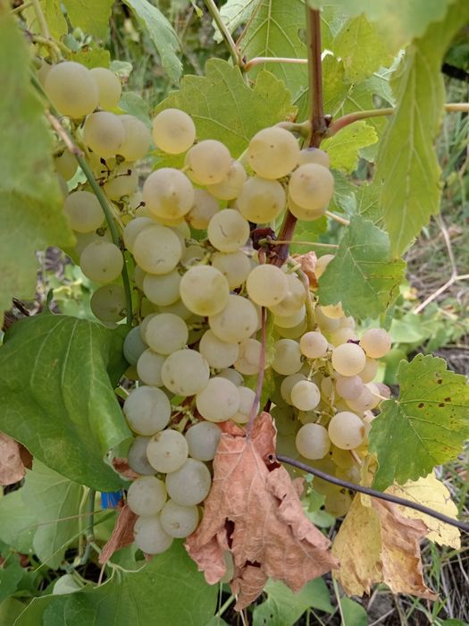 Vând struguri pentru vin