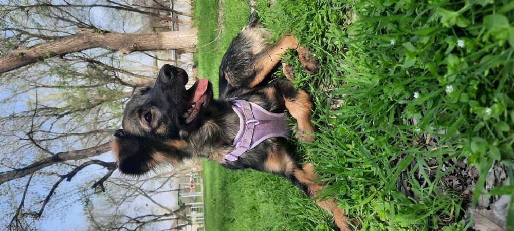 Щенок 6 месяцев НЕ НА ЦЕПЬ !