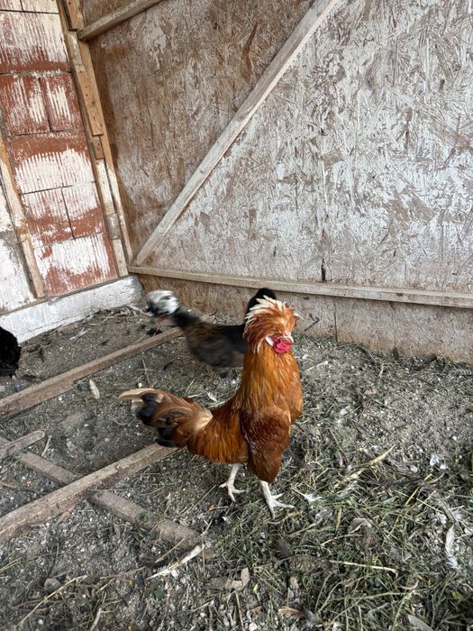 Gaini motate olandeze