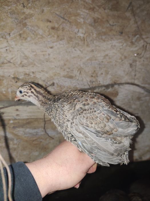 Pui bibilica rasa de carne